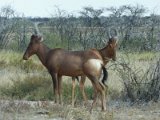 hartebeest Etosha FP